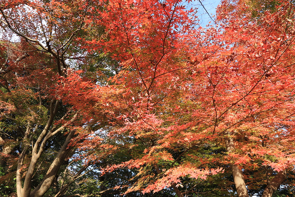 源氏山公園